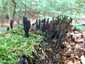 Nyeles agancsgomba (Xylaria longipes), Mátra